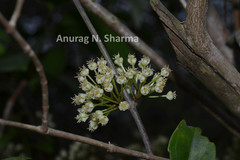 Aspidopterys canarensis